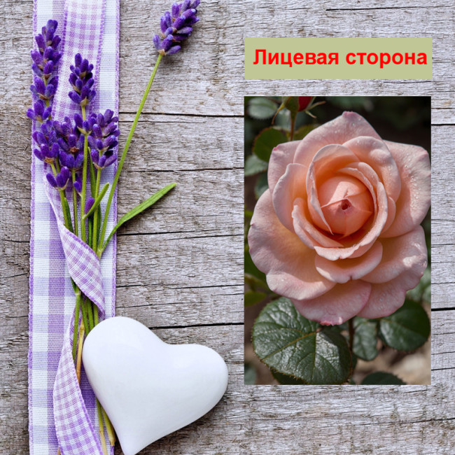 Мини открытка - карточка "Бутон, чайной розовой розы", бирка для подарков, односторонние, 20 шт - Артикул 210095