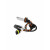 Лампы автомобильные ксеноновые HB3, 12V/24V, 35Вт, 9005, 6000К, CLEARLIGHT - 2 шт - Артикул LDLHB36000LL_CLL