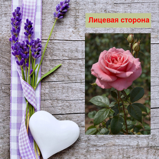 Мини открытка - карточка "Чайная, розовая роза", бирка для подарков, односторонние, 20 шт - Артикул 210094