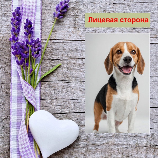 Мини открытка - карточка "Бигль в стойке", бирка для подарков, односторонние, 20 шт - Артикул 210201